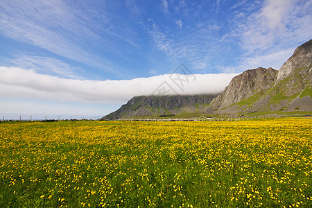 流动领域草地山脉花朵全景风景图片