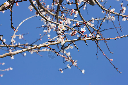 春美宏观植物生长蓝色晴天环境墙纸花园雌蕊天空图片