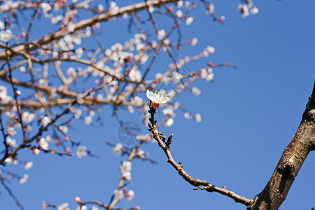 春美花园环境季节墙纸植物学植物晴天蓝色植物群天空图片