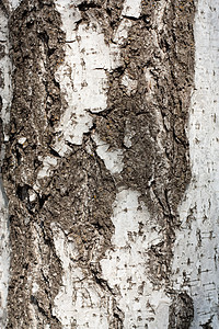 树皮的纹理 背景 (贝图拉)图片