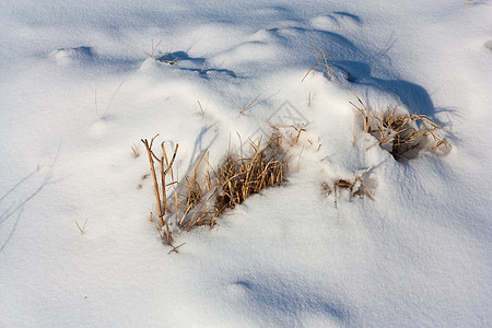 积雪表面干燥的植物阳光天气白色草本植物季节杂草宏观雪堆图片