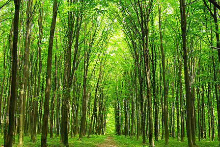 森林公园环境生态绿色植物床单阳光天堂图片