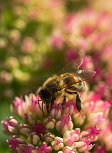 蜜蜂花园昆虫植物群动物工人花粉花蜜宏观蜂蜜植物图片