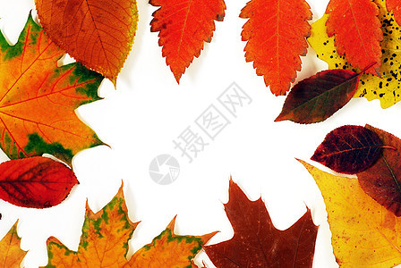 秋叶框架静脉金子树叶白色植物红色橙子季节活力收藏图片