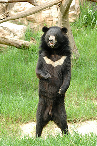 喜马拉雅亚非黑熊食肉野生动物异国热带动物男性濒危力量情调动物园背景