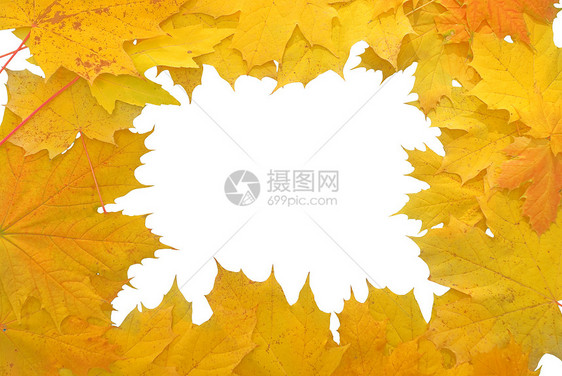 由黄色秋叶树叶制成的边框图片