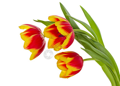 红黄色郁金香郁金香花束红色植物绿色礼物脆弱性白色花瓣叶子背景