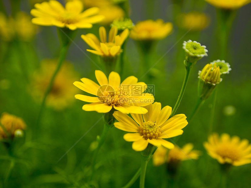 花园里的黄菊花图片