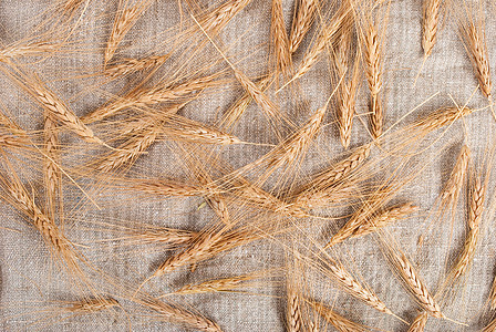 背上卷曲背景的小麦耳朵边界织物帆布农民粮食收成麻布国家面包尖刺图片