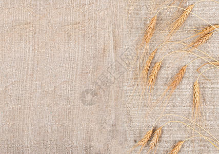 背上卷曲背景的小麦耳朵生长稻草收成谷物国家织物种子解雇植物粮食图片
