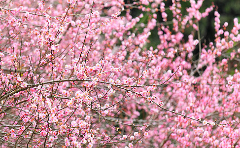 梅花花花期花朵园艺花瓣美丽乡村粉色植物衬套季节图片