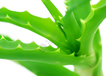 Aloe Vera 特写治愈草本植物皮肤叶子医生饮料溶剂力量药品皮肤科图片