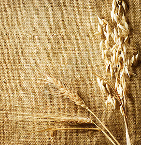 在 Burlap 背景 国家样式 复制空间上的小麦耳目玉米麻布尖刺织物稻草生长粮食收成植物耳朵图片