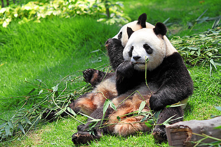 熊猫树木森林危害游客热带丛林野生动物栖息地旅游旅行图片