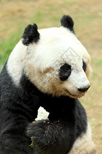 熊猫哺乳动物野生动物动物园冒充毛皮危害中心森林世界栖息地图片