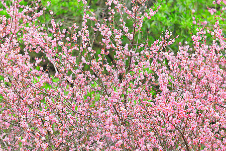 梅花花乡村粉色花朵园艺美丽衬套植物花期季节李子图片