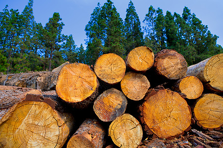 特内里费木材业砍伐松树库存木头环境林业贮存树干岛屿国家木材森林图片