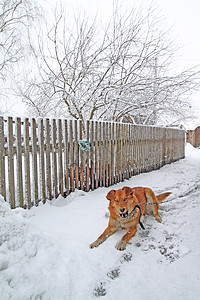 农村院子里的红头狗森林毛皮哺乳动物黄色摄影犬类小狗脊椎动物宠物荒野图片