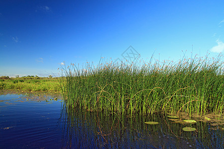 沼草药沼泽植物湿地香蒲场景叶子池塘芦苇季节宽叶图片