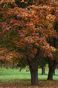 秋树场景公园车道森林橙子环境风景季节树叶树干图片