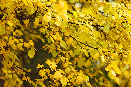 秋树树叶环境风景公园植物群季节金子树木树干车道图片