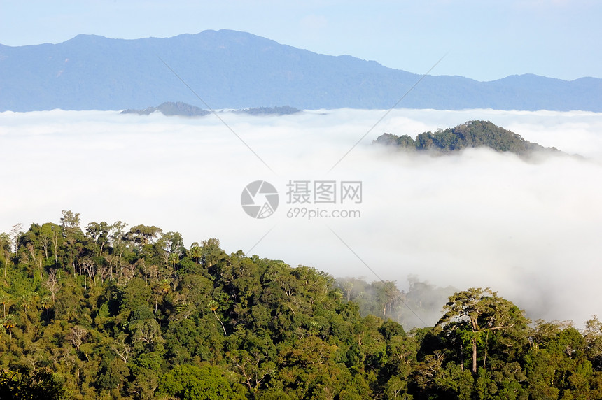 查看湿地海雾点松树木头蓝色日落环境农村季节场景森林旅行图片