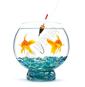 金鱼动物玻璃金子游泳宠物浮标白色风险孤独诱惑图片