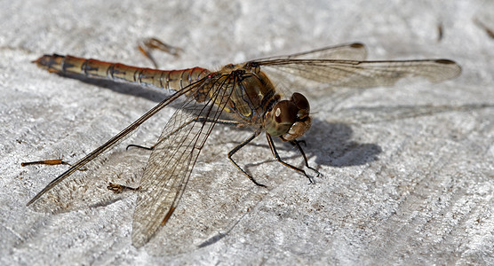 龙昆虫身体池塘翅膀生物学宏观漏洞荒野尾巴动物群图片