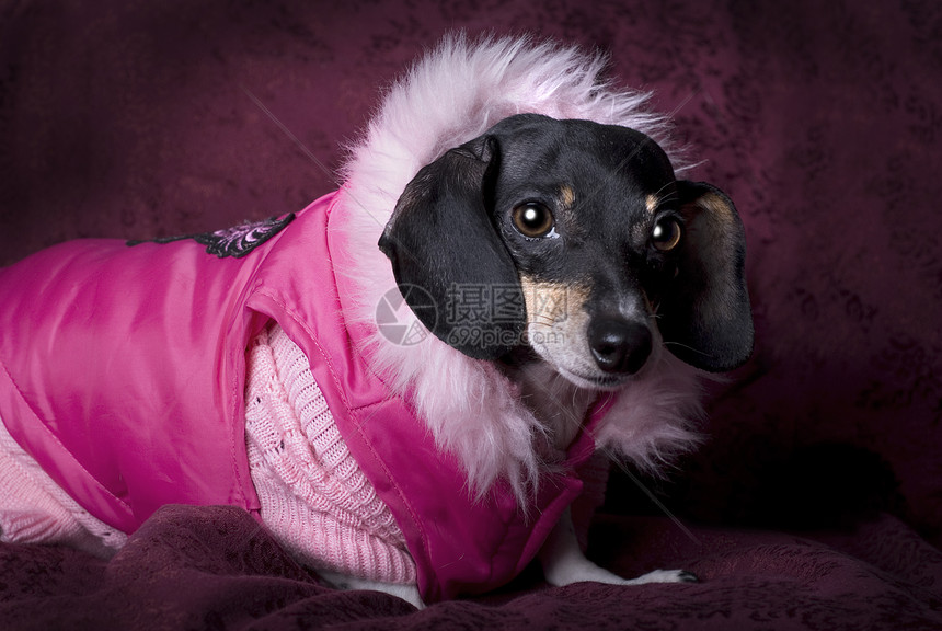 粉红色外套中的达赫松图片
