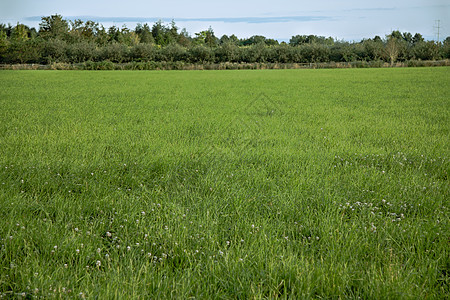 农民田衬套植物学场地田园风光植被干草草地草原食物图片