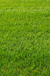 绿草质墙纸环境花园草地生长足球草皮高尔夫球土地院子图片