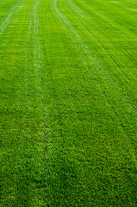 绿草质农业曲目场地草本植物公园高尔夫球花园院子草皮足球背景图片