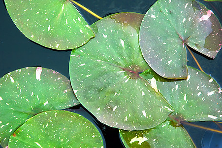 荷叶圆圈季节植物学池塘荒野宏观花园热带环境叶子图片