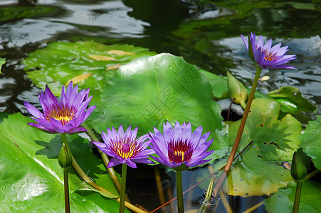 莲花热带宏观百合情调池塘植物学叶子季节反射花园图片