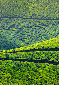 茶叶种植园生育力丘陵天空生长风景爬坡场景植物山脉农场图片