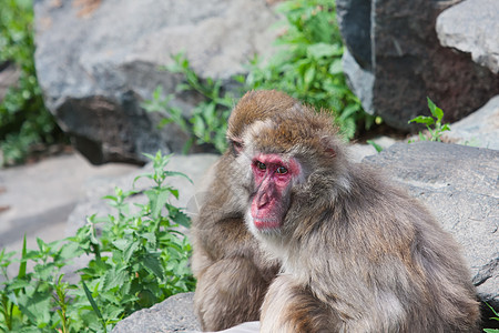 马卡克雪猴子的动物毛皮荒野公园石头旅游灵长类动物园野生动物头发图片