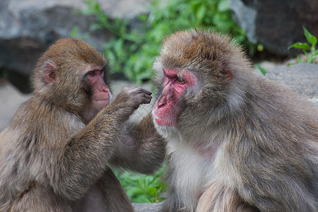 马卡克雪猴子的野生动物哺乳动物猕猴毛皮旅行温泉旅游荒野灵长类动物园图片