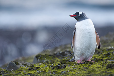 企鹅肖像生物海洋生物保护区脚蹼海岸环境海上生活低温动物濒危图片