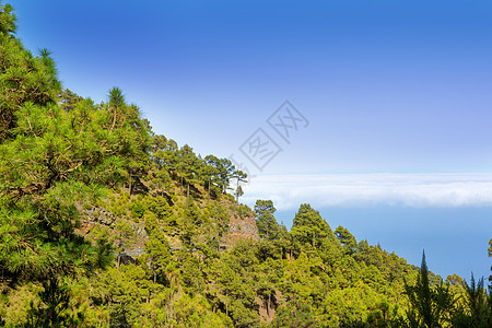 的罐头松树假期旅行岩石土地国家森林地标天空石头图片