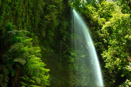 在森林的Laurisilva瀑布运动岛屿牧草植物国家火山林地首脑地标图片