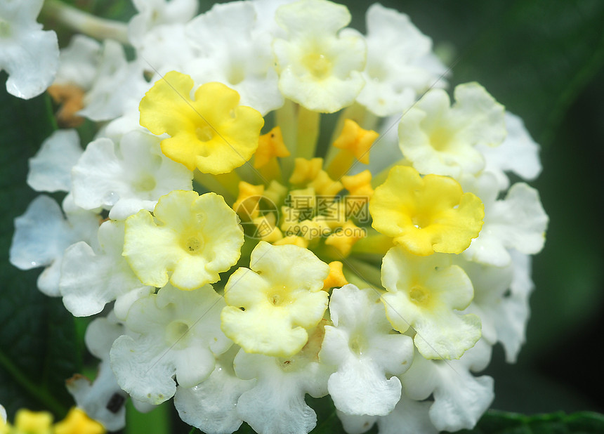 白亚茶花伞形植物群花园香气花瓣灌木花序芳香图片