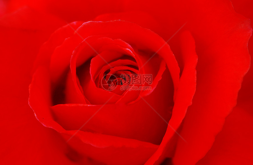 红玫瑰花情人花艺植物群花园红色植物花瓣园艺图片
