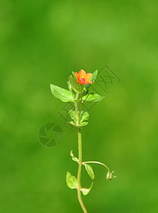 红皮条植物群植物荒野红色菝葜草本植物橙子仙女图片