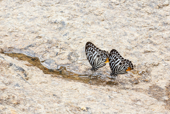 大自然中的两只蝴蝶图片