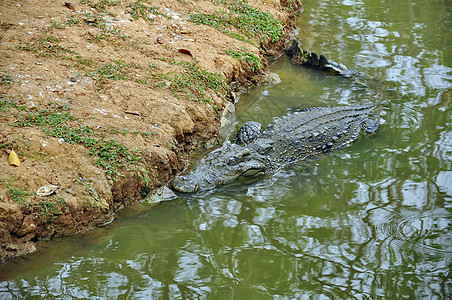 鳄鱼捕食者动物池塘晴天动物园爬虫牙齿皮革农场猎人图片