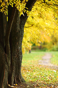 秋树橙子远足公园场景树叶植物树干风景季节车道图片