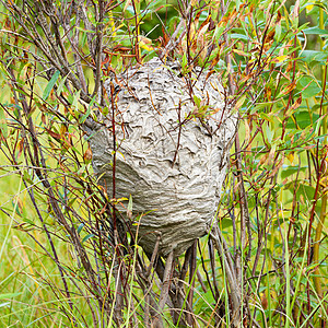 柳树丛中的灰蜂巢图片
