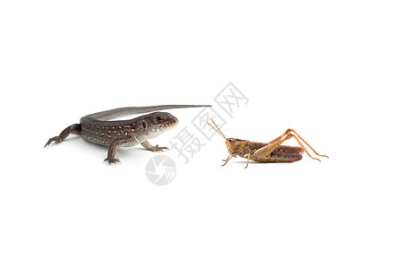 两只蜥蜴和一只昆虫刺槐尾巴宠物爬虫害虫冷血宏观打猎野生动物图片