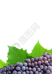 葡萄葡萄园浆果美食植物蓝色水果酿酒季节农业小路图片