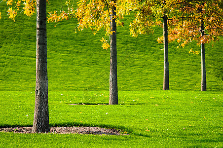 树木和草草高尔夫球墙纸环境运动草地足球园艺植物树干场地图片
